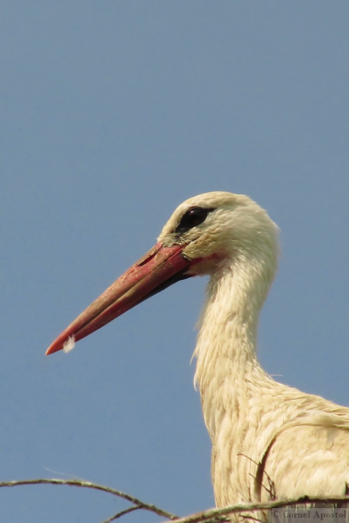 For me, one of the most beautiful birds will always remain the White Stork even if is a B&W bird, even if it's mute bird and even if I have the chance to see it close to our house only for a few days per year.